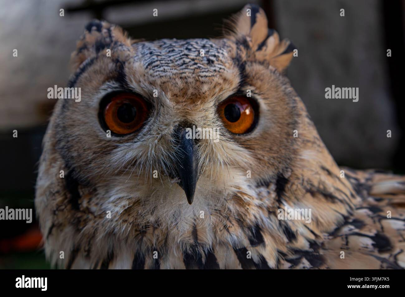 Eine Uhus-Eule starrt mit hellorangen Augen nach vorne. Dieses Nahaufnahme-Porträt zeigt detaillierte Federstrukturen. Stockfoto