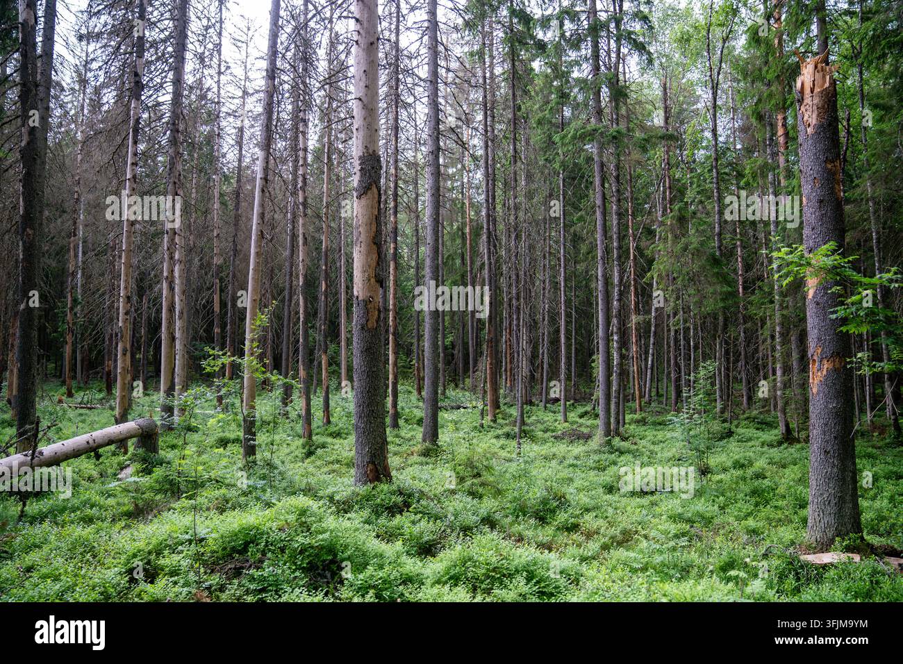 Dichter Nadelwald mit beschädigten Stämmen, umgestürzten Bäumen und üppigem grünen Sommerunterholz. Stockfoto