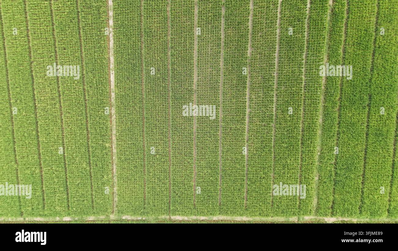 Weites, üppiges Reisfeld mit lebendig grünen Pflanzen unter einem dunstigen Himmel. Repräsentiert Landwirtschaft, Umwelt, Nahrungsmittelproduktion und nachhaltige Landwirtschaft. Stockfoto