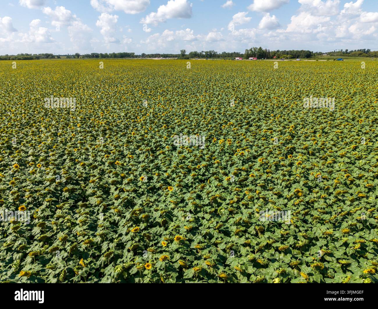Luftbild eines Sonnenblumenfeldes Stockfoto