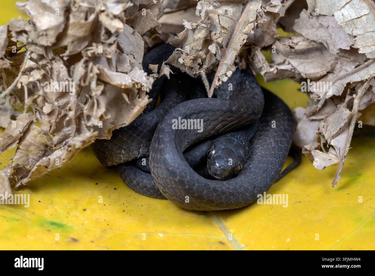Kleine schwarze Schlange, die sich unter trockenen Blättern zusammengerollt hat Stockfoto