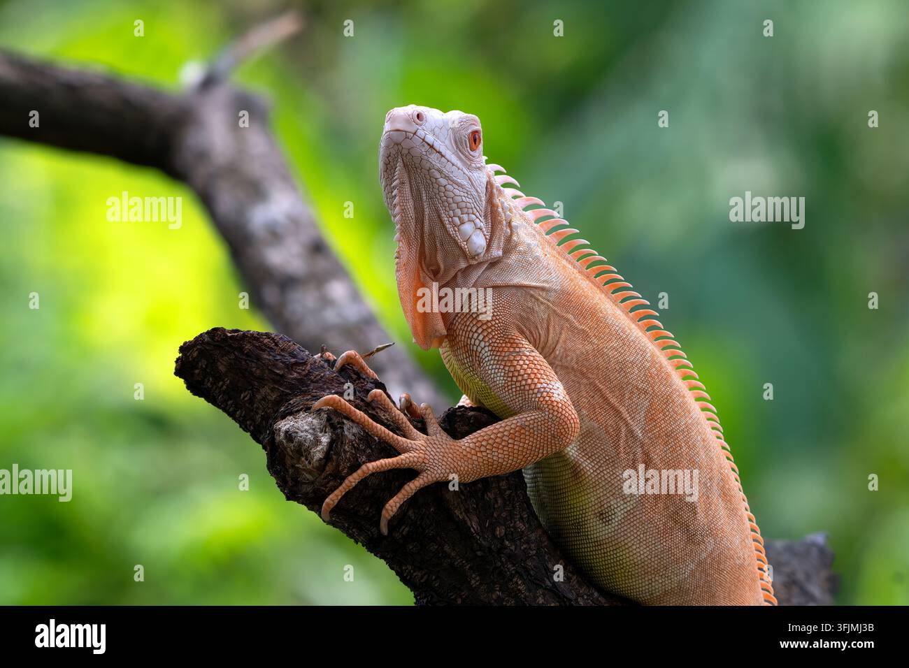 Eine lebhafte rote Iguana ruht auf einem Ast im Dschungel Stockfoto