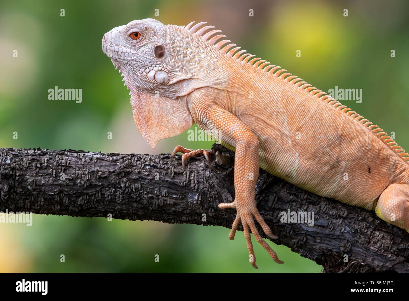 Nahaufnahme des Profils einer Albino-Iguana auf einem Ast Stockfoto