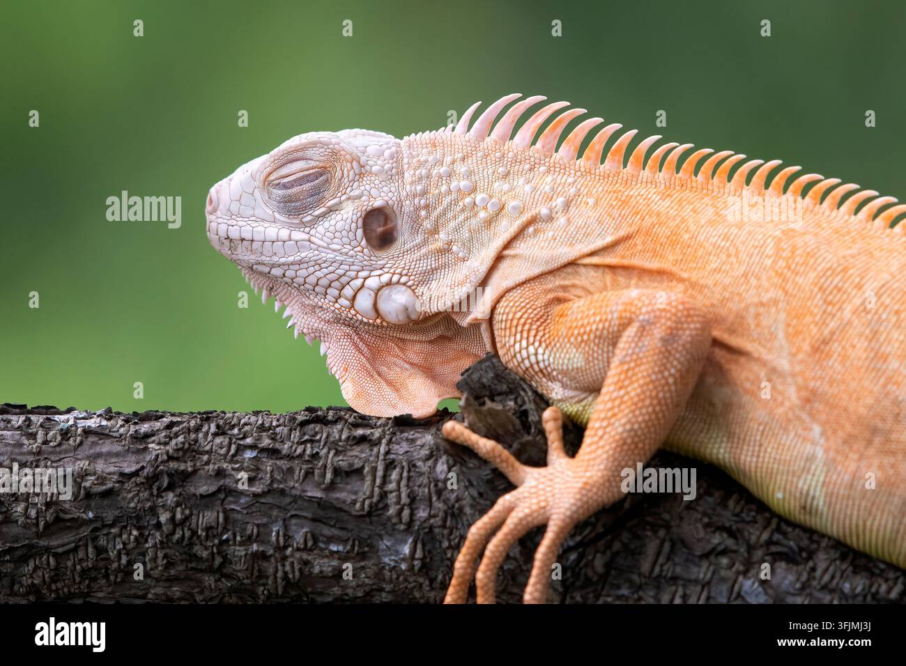 Schlafende orangefarbene Albino-Iguana auf einem Ast Stockfoto