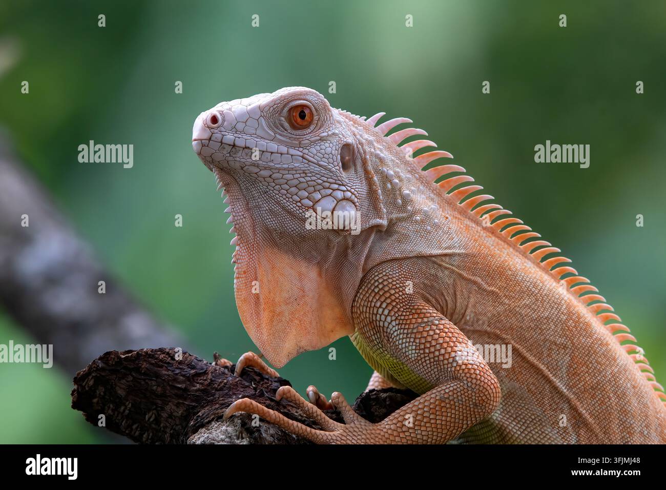 Eine schöne rote Albino-Iguana sitzt auf einem Ast Stockfoto