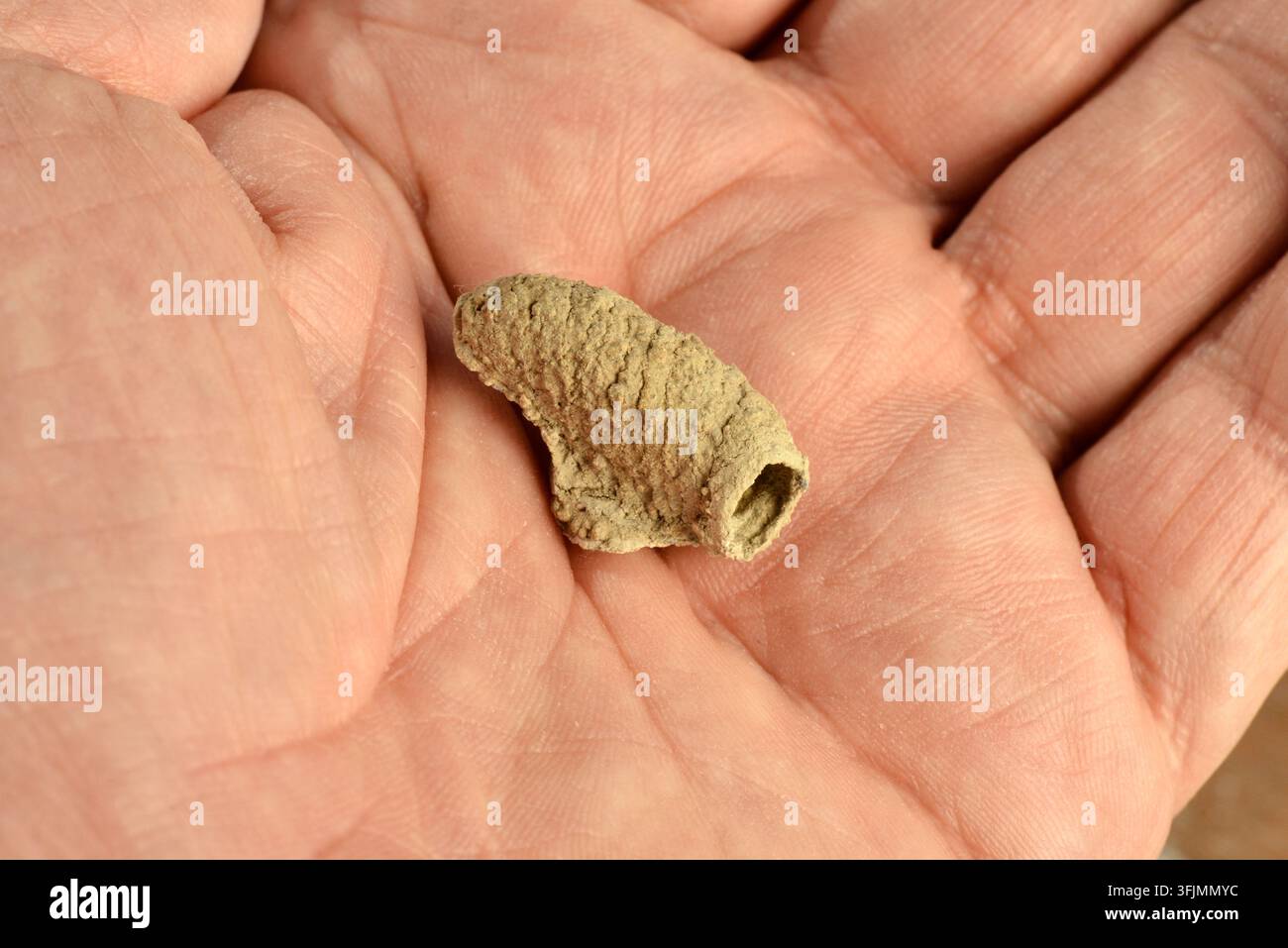 Lehmnest einer einsamen asiatischen Lehmwespe oder Töpferwespe (Sceliphron curvatum) in einer Hand Stockfoto