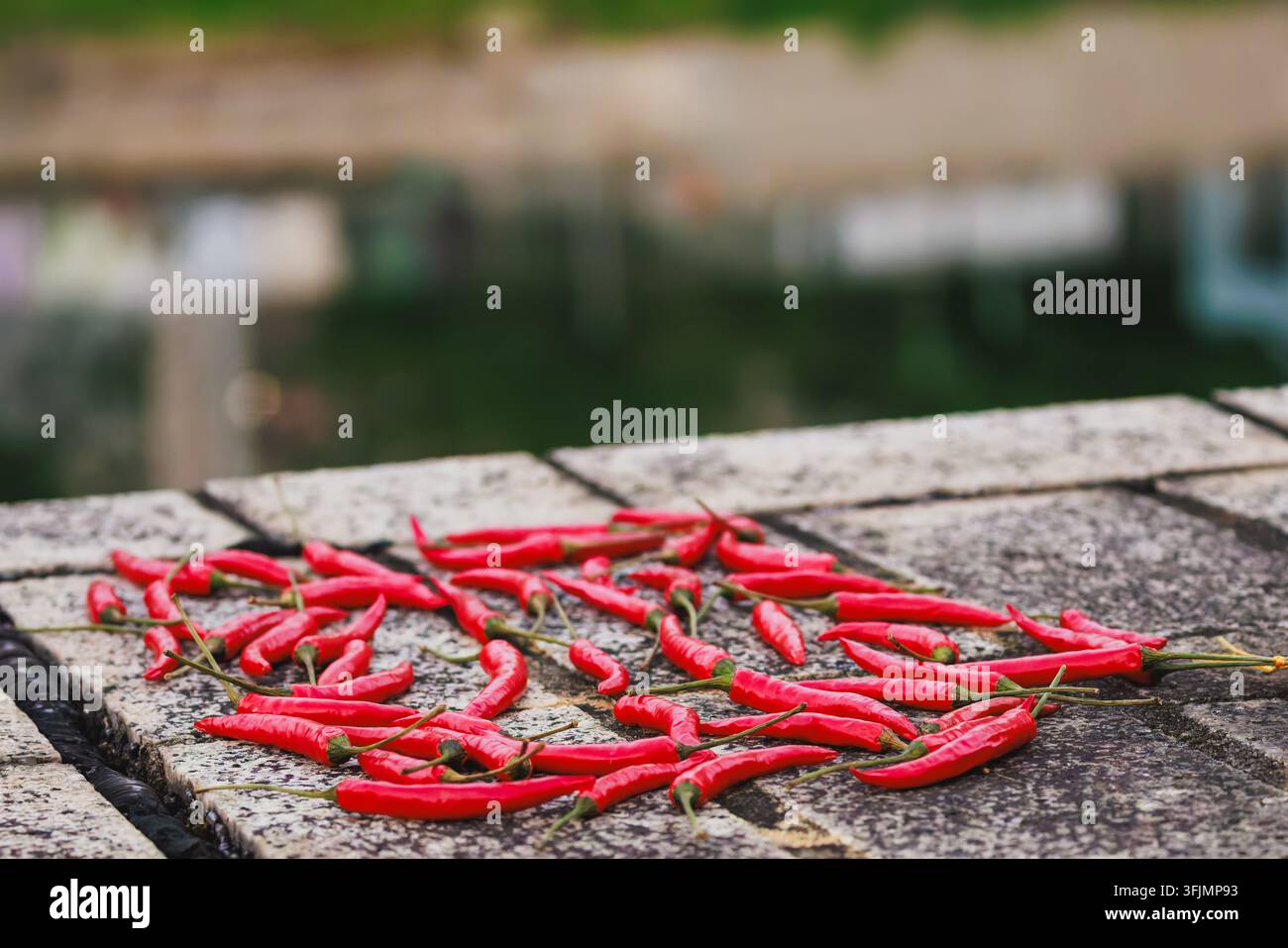 Frische leuchtend rote Chilischoten, die zum Trocknen auf einer strukturierten Steinoberfläche im Freien in Hongkong ausgebreitet sind Stockfoto