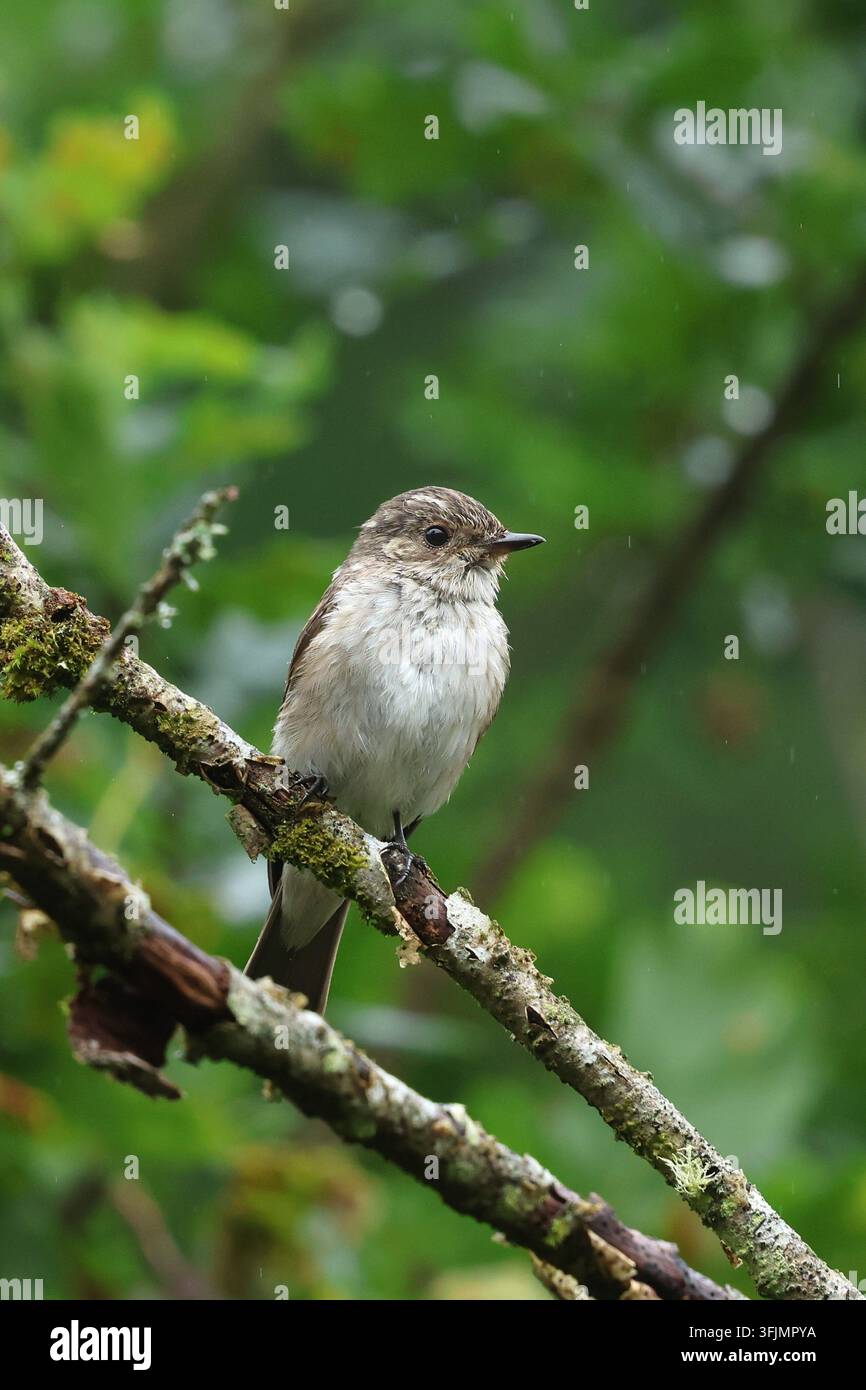 Sperlingsfliegenfänger (Muscicapa striata) im Wald von Dean, Gloucestershire, UK fotografiert Stockfoto