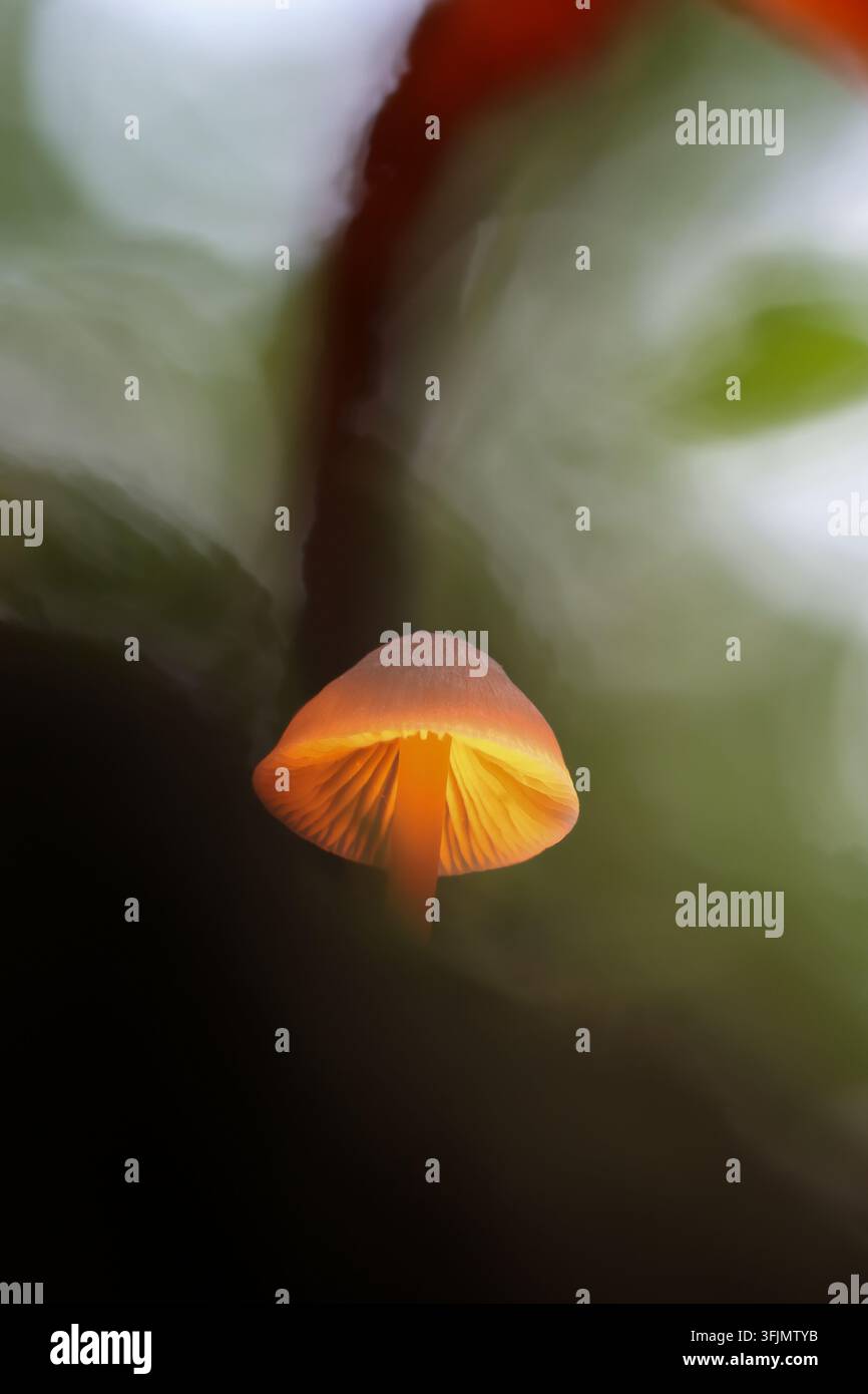 Kleine orangefarbene Pilz mit sichtbaren Lamellen in herbstlichem Wald Stockfoto