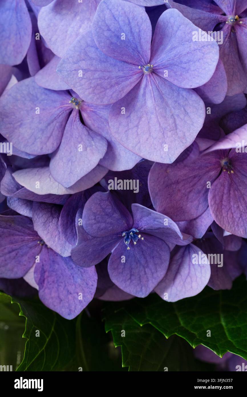 Makroaufnahme sich überlappender lila und blauer Hortensienblüten mit detaillierten Blütenblättern, kleinen Mittelblüten und grünen Blättern. Stockfoto