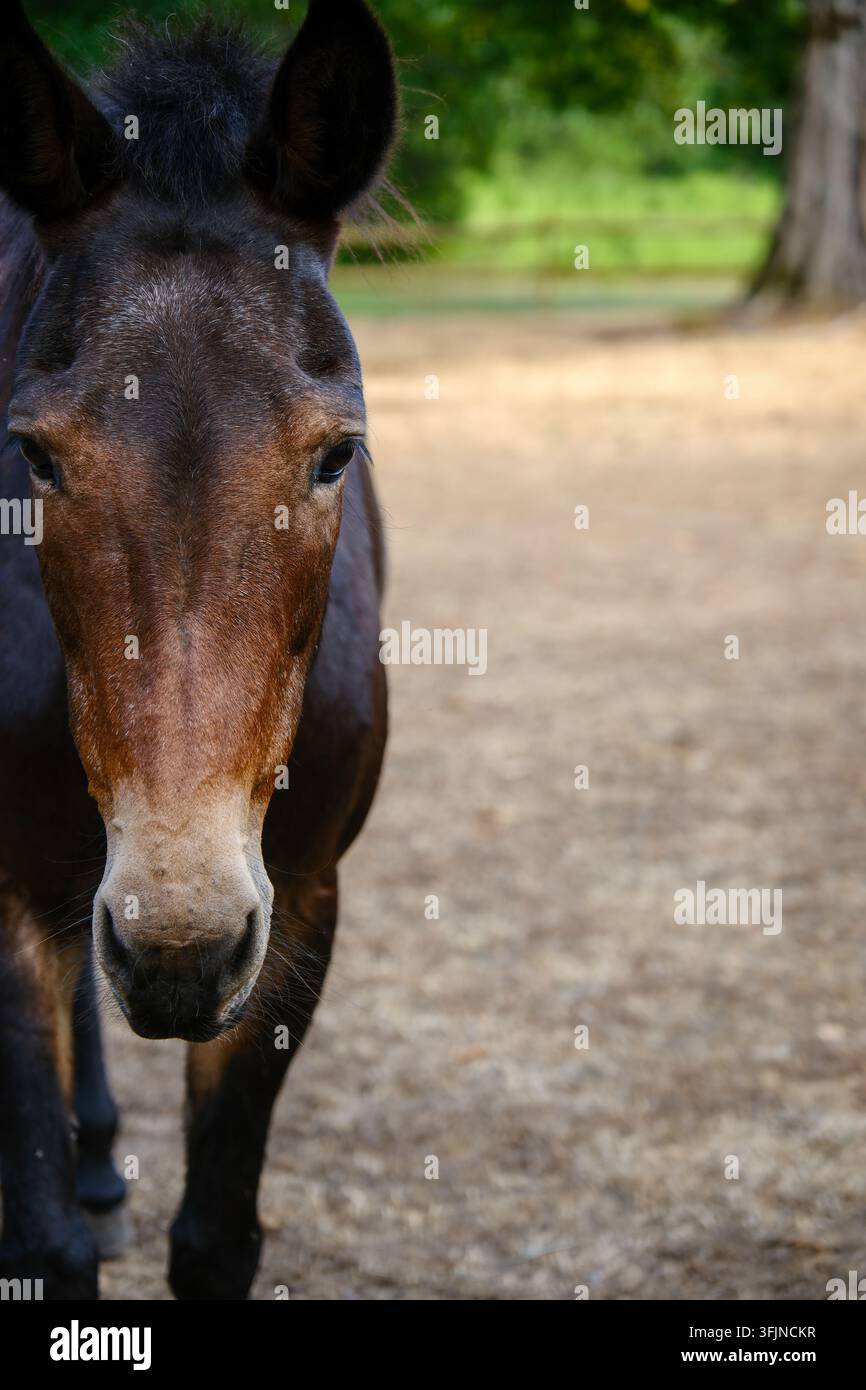 Frontporträt eines schönen Pferdes Stockfoto