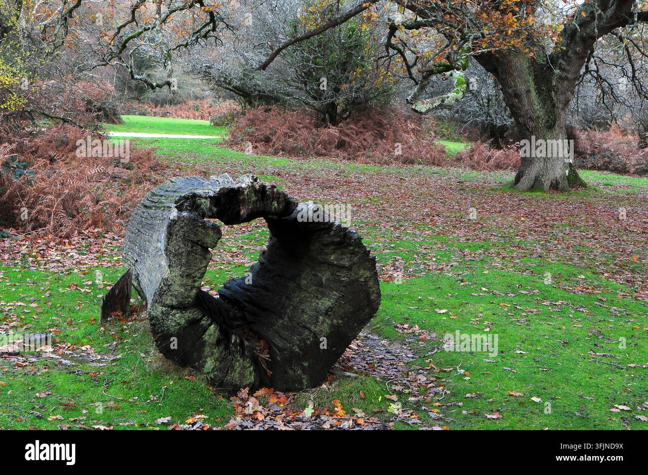 Balmer Lawn, New Forest National Park Hampshire, UK Stockfoto