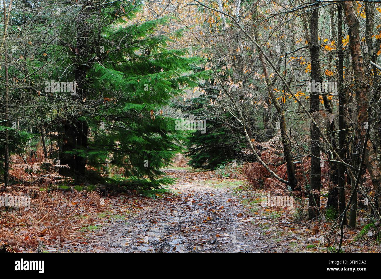 Appleslade Inclosure; New Forest National Park Hampshire, UK Stockfoto