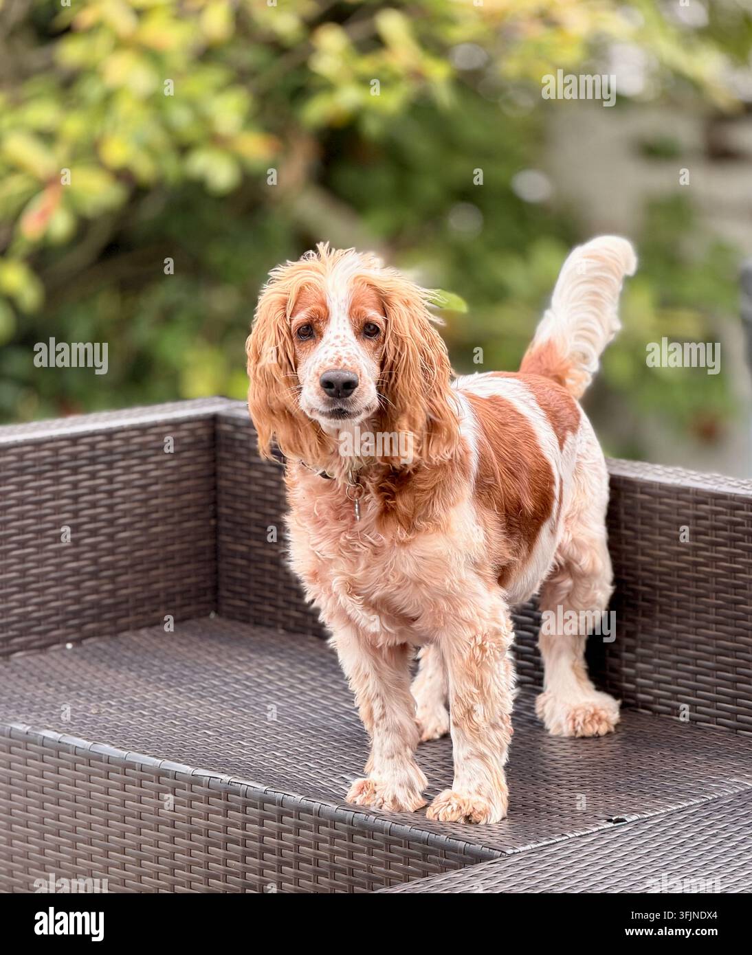 Rot-weißer Welsh Springer Spaniel steht aufmerksam auf einem Rattansofa im Freien in einem Garten mit einem weichen verschwommenen Hintergrund. Stockfoto