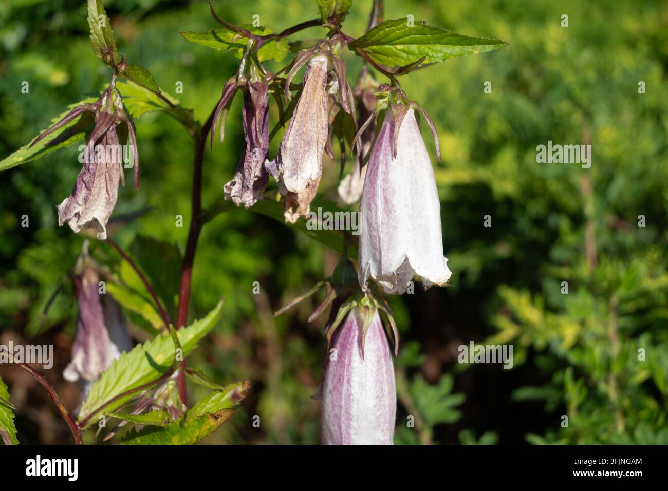 Horizontale Ansicht von welkenden lila Glockenblumen mit trockenen Blütenblättern und grünen Kelchen an einem Stiel. Ideal für botanische Verfallskunst, ästhetische Trockenblumen und Stockfoto