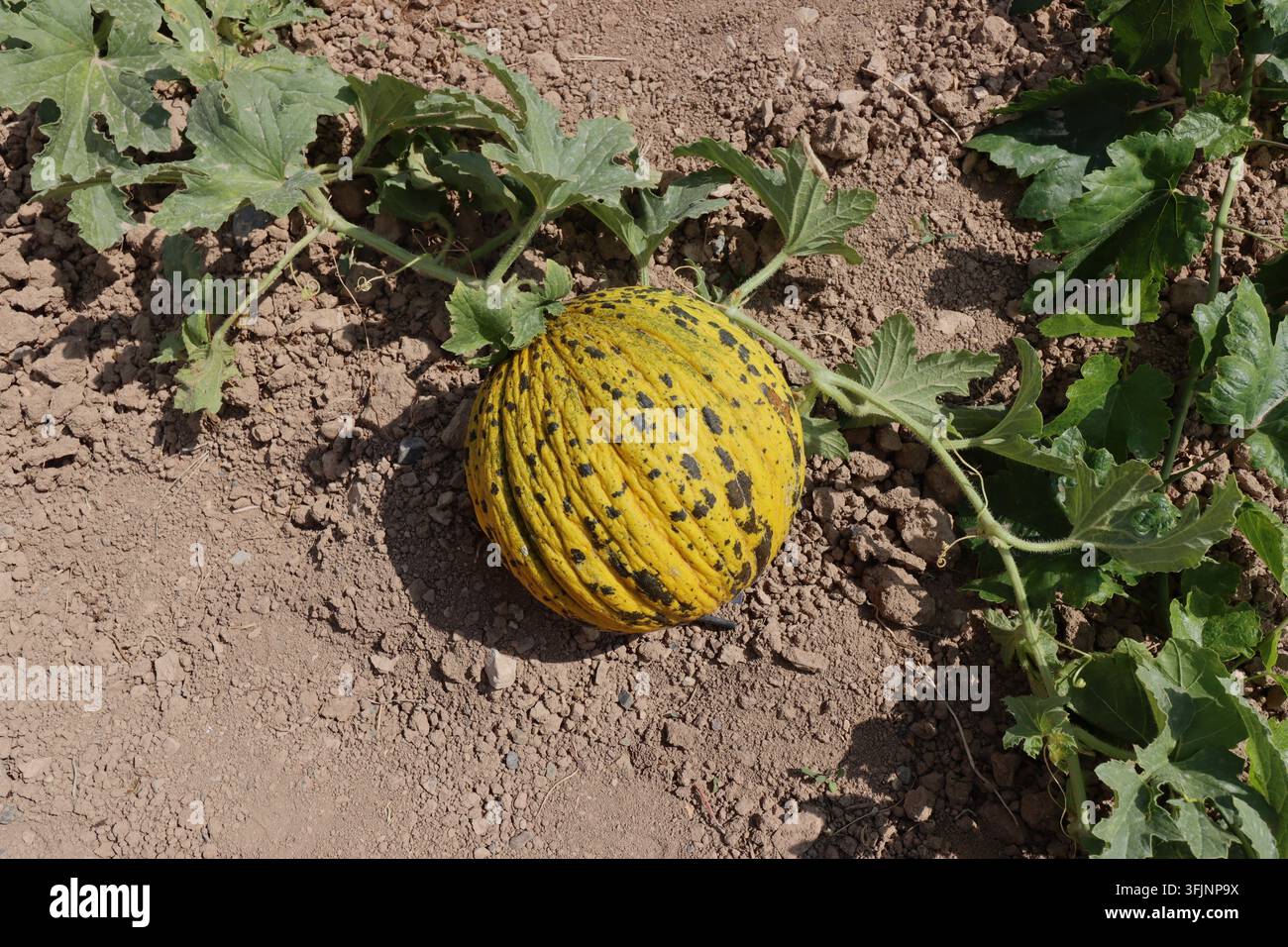 Eine runde, gelb-grüne asiatische Melone, die auf dem Feld gereift ist. Meram, Konya, Türkei. Stockfoto
