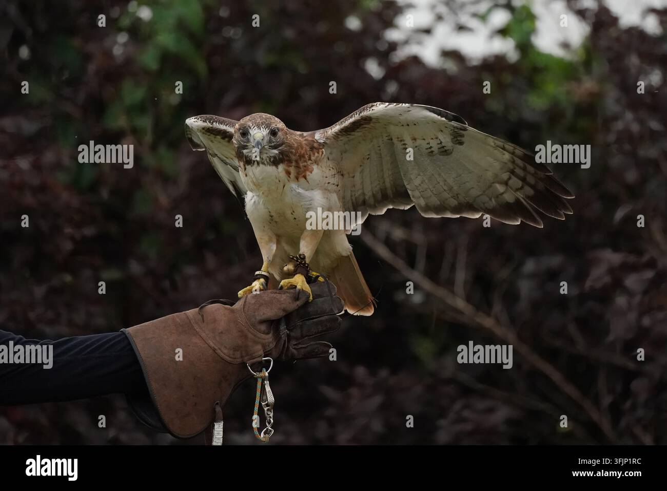 Rotschwanzbussard auf der behandschuhten Hand eines Trainers. Stockfoto