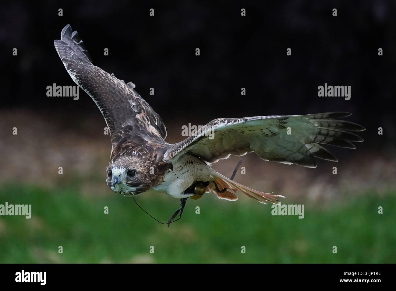Rotschwanzbussard im Flug. Stockfoto
