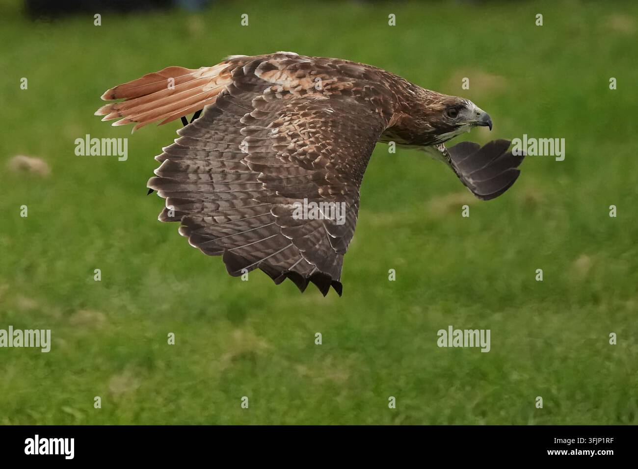 Rotschwanzbussard im Flug. Stockfoto