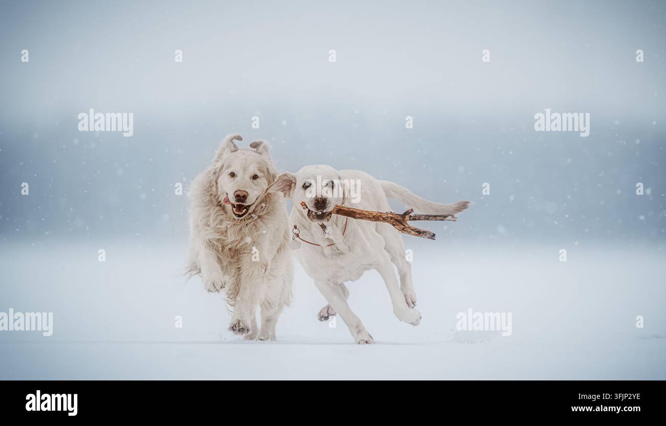 Zwei Hunde rennen im Winter durch den Schnee mit einem Stock Stockfoto