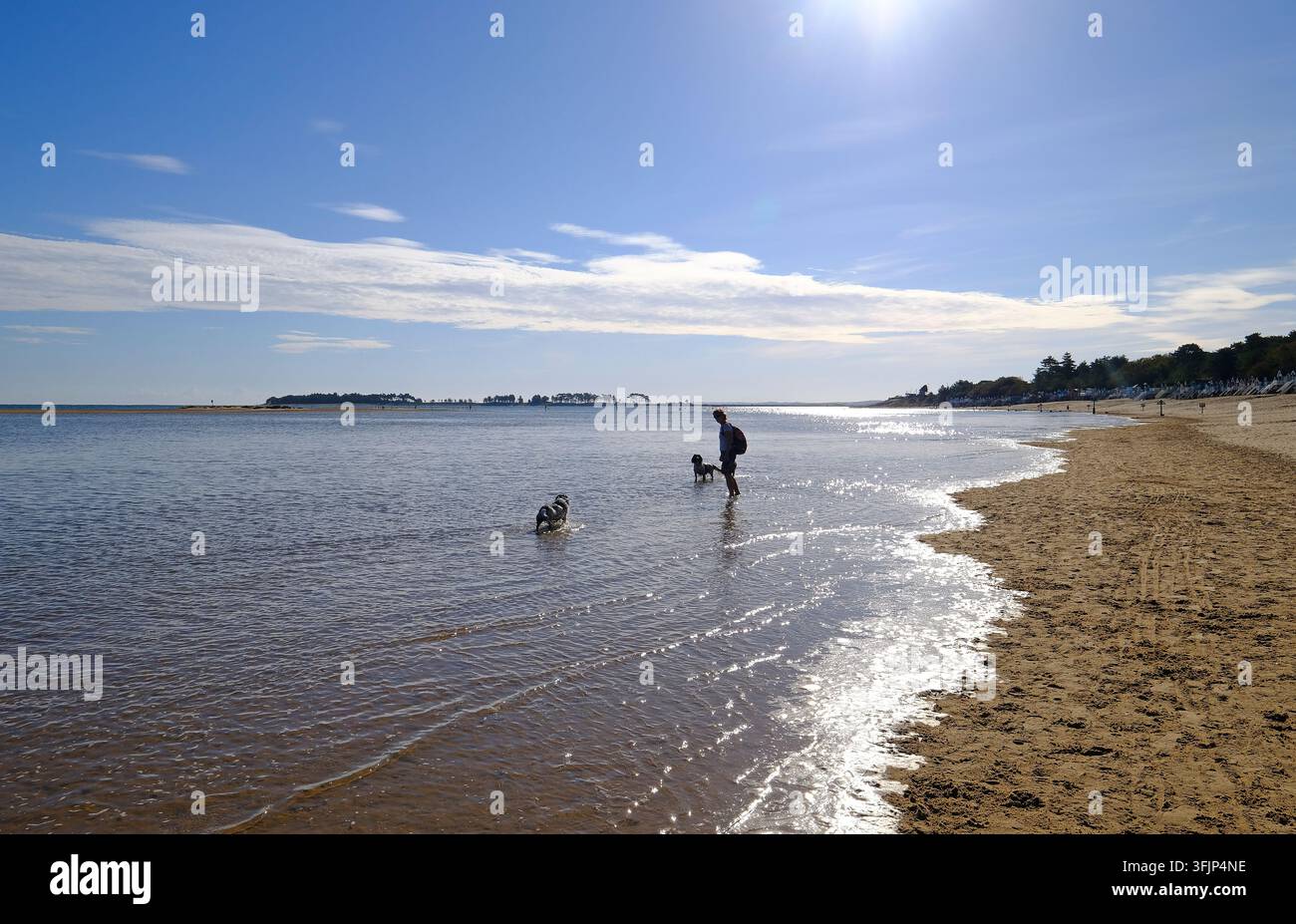 Hundeführer und Hunde im Meer in Wells-next-the-Sea, Nord-Norfolk, England Stockfoto