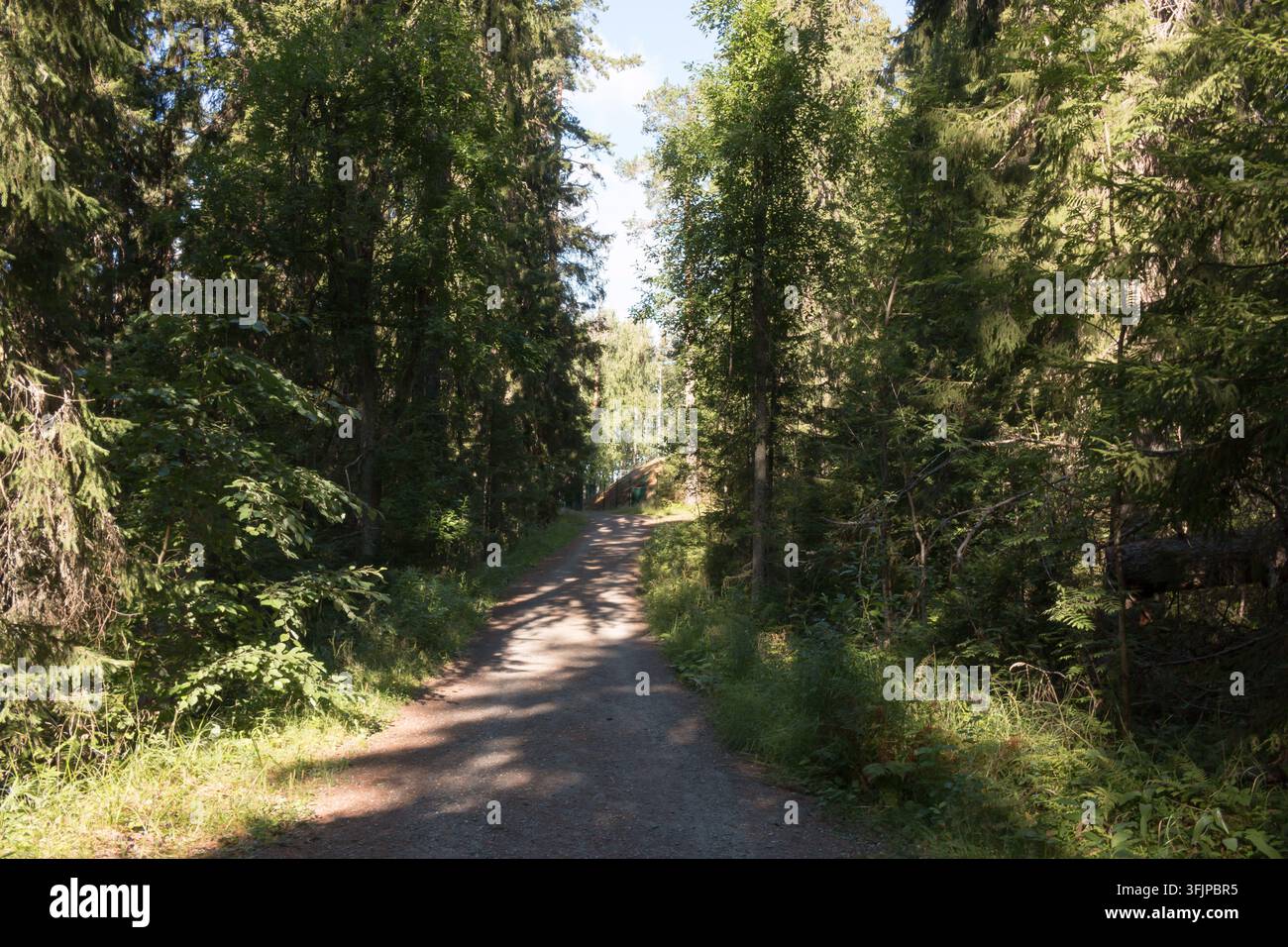 Grüner und üppiger Wald in Kuopio, Finnland. Stockfoto