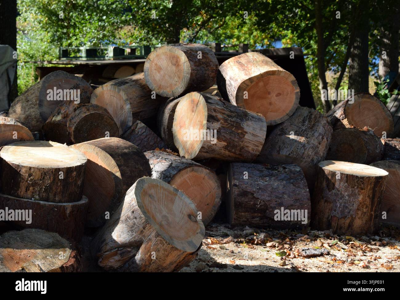 Stapel von Dick geschnittenen Holzblöcken mit sichtbaren Baumringen und natürlicher Holztextur Stockfoto