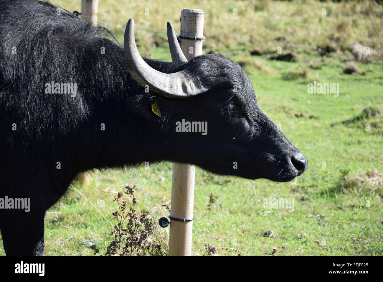 Nahaufnahme des Profils eines schwarzen Wasserbüffels mit großen Hörnern Stockfoto