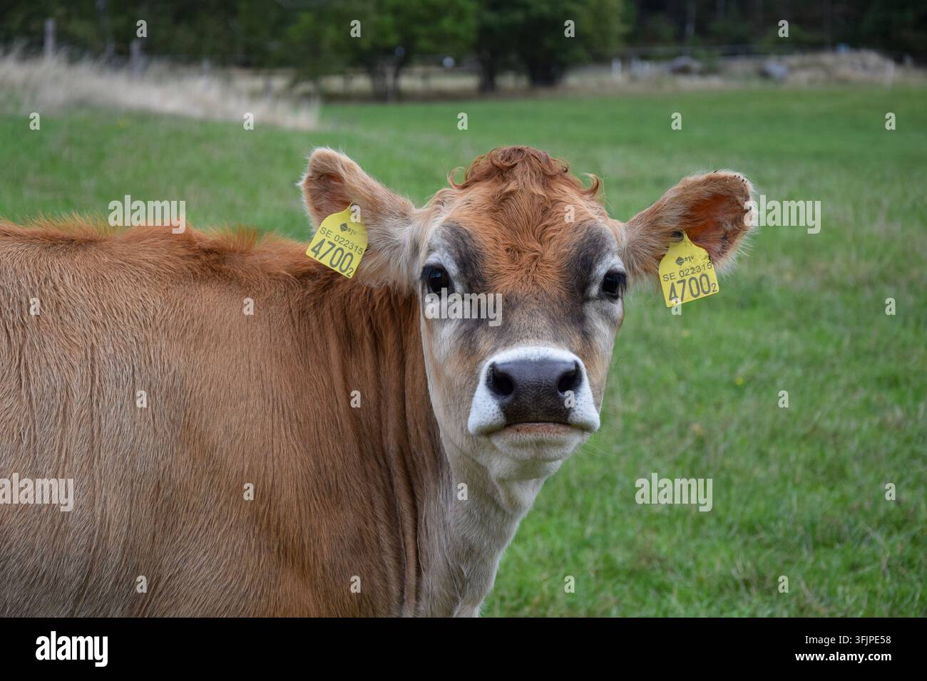 Hellbraune Kuh schaut neugierig in die Kamera Stockfoto