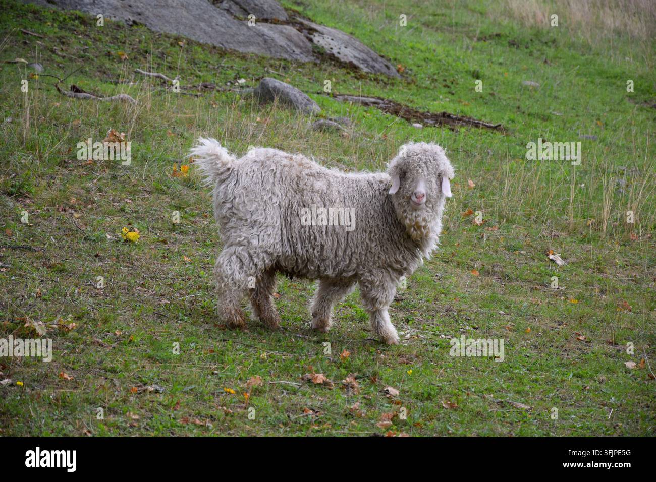 Weiße Angora-Ziege steht und schaut in die Kamera Stockfoto