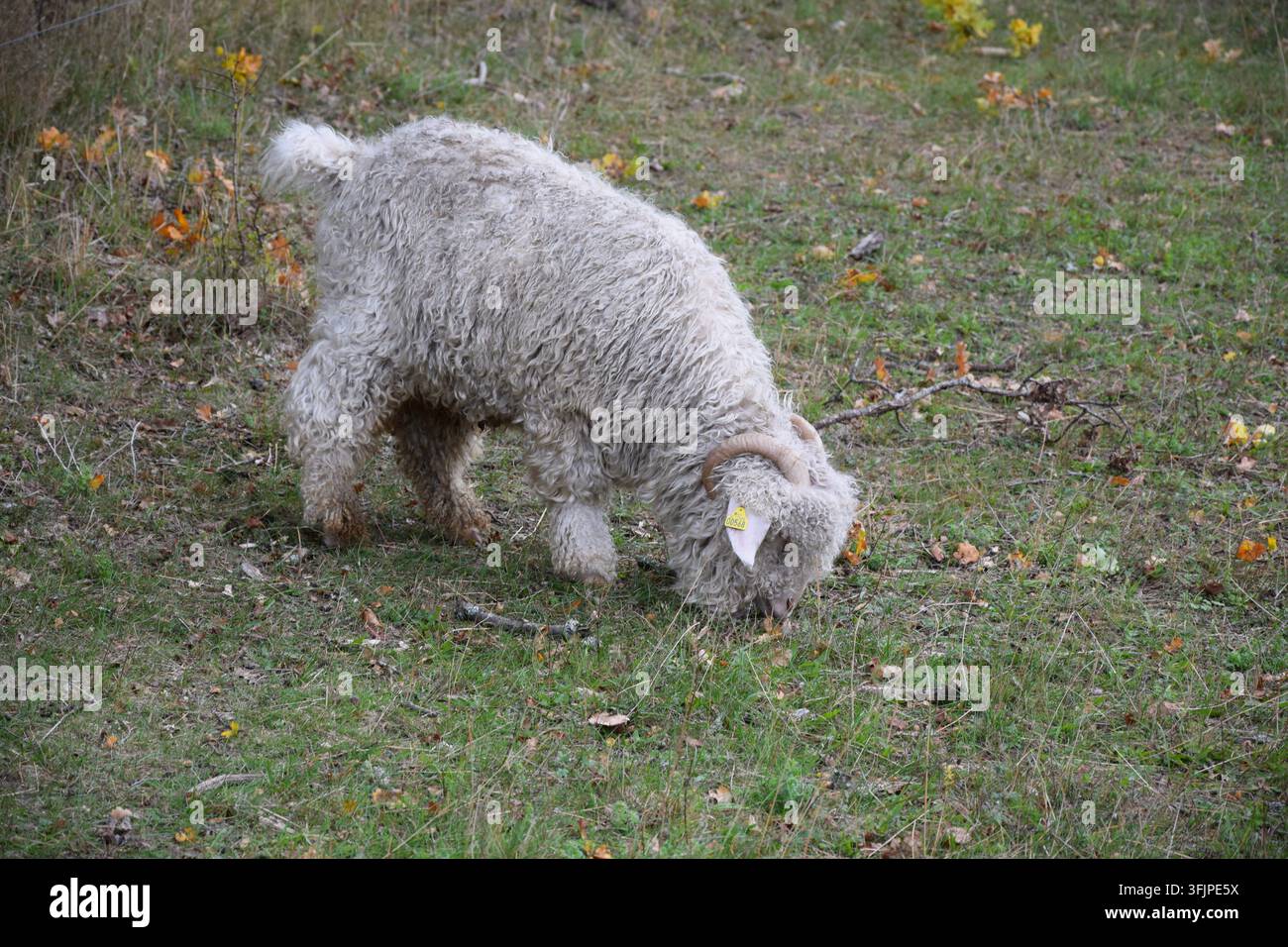 Weiße Angora-Ziege, die den Boden zwischen Herbstblättern beschnüffelt Stockfoto