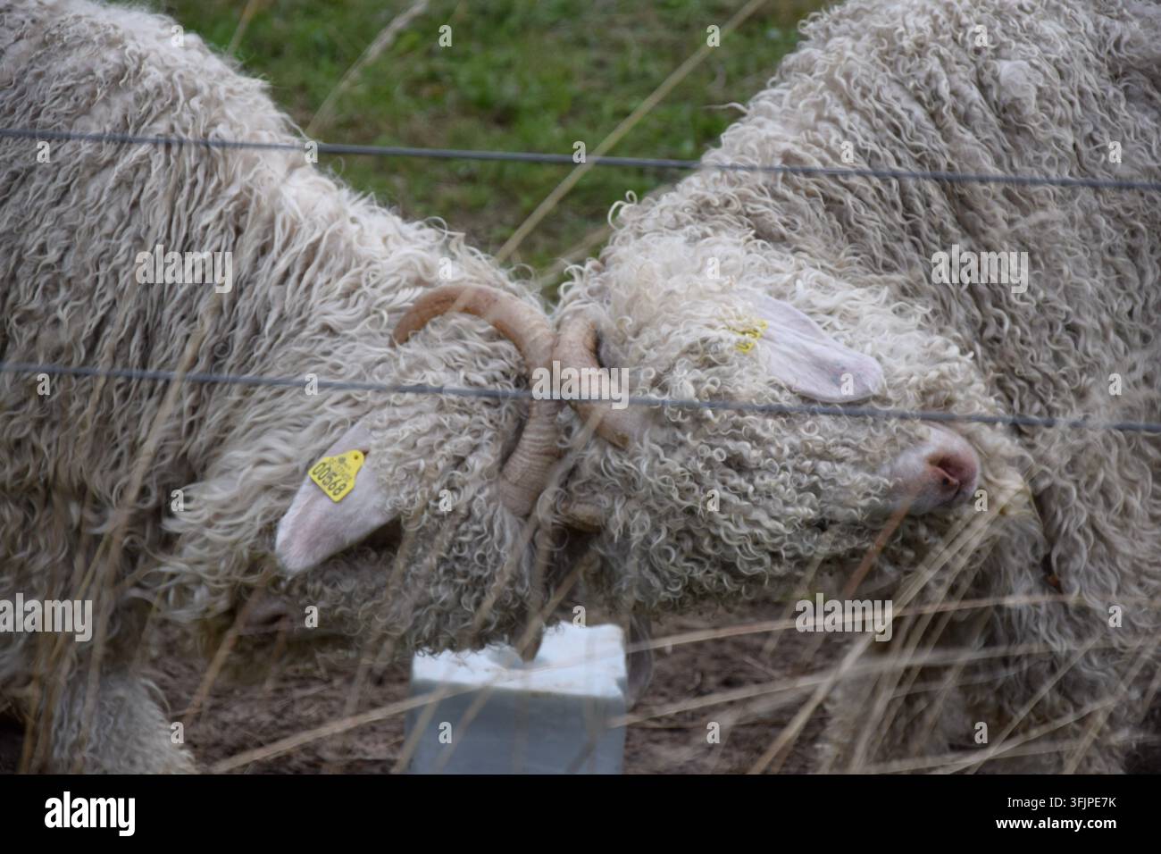 Zwei Angora-Ziegen schieben Köpfe zusammen in der Nähe eines Salzblocks Stockfoto