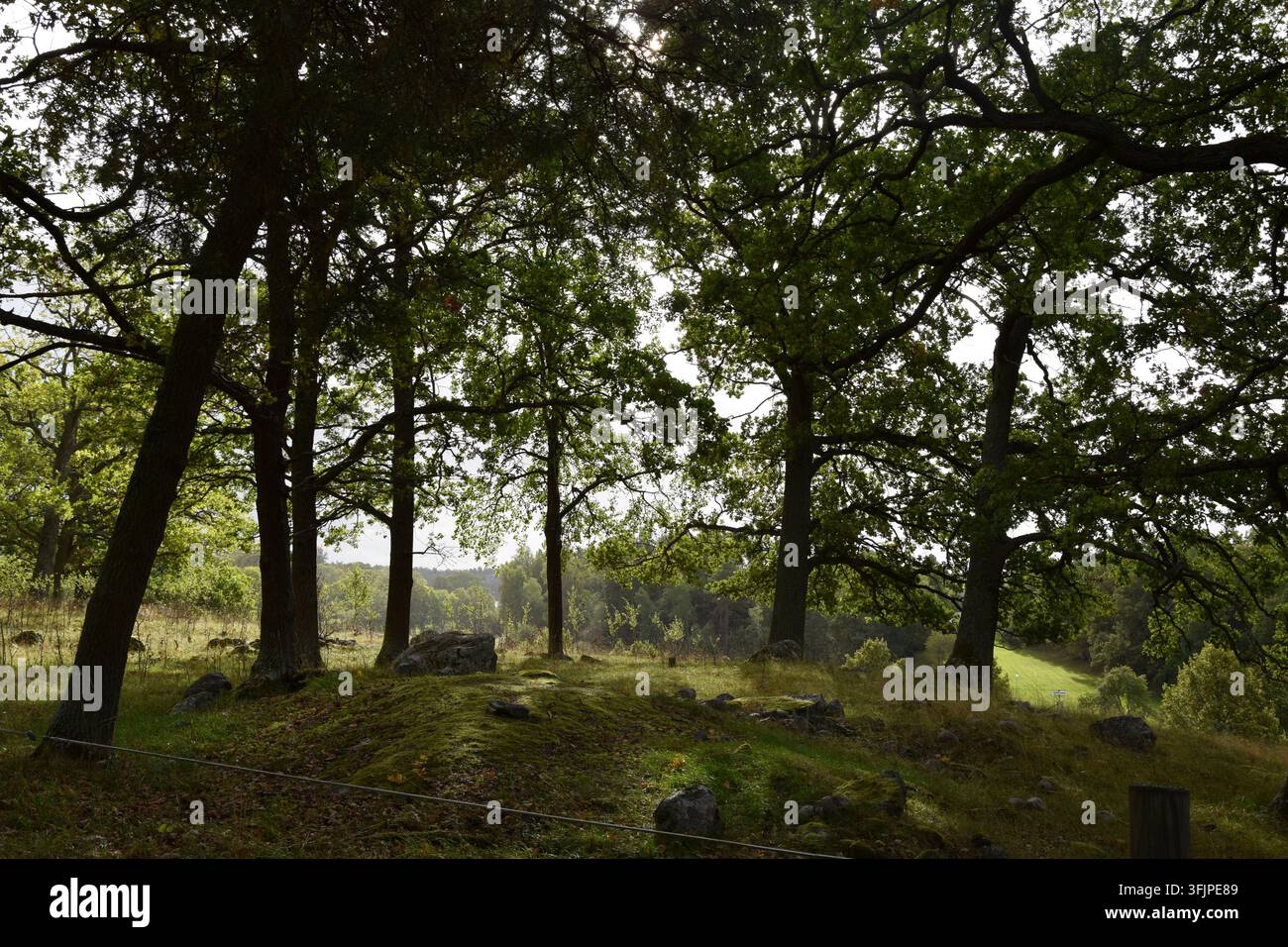 Kleiner Forest Hill mit Steinen und grünem Feld Stockfoto