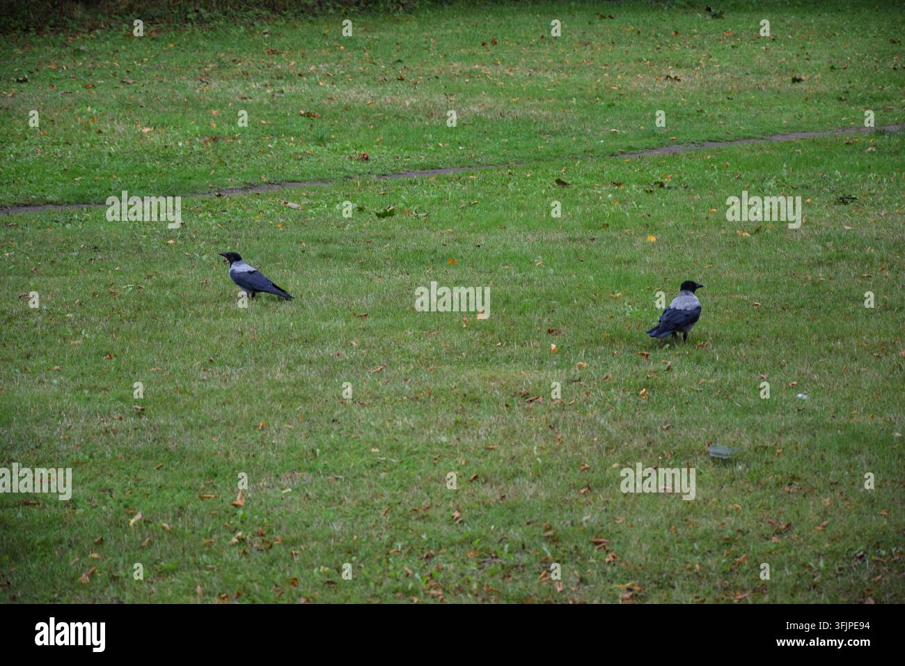 Zwei Krähen, die getrennt auf einem grasbewachsenen Feld mit Herbstblättern stehen Stockfoto