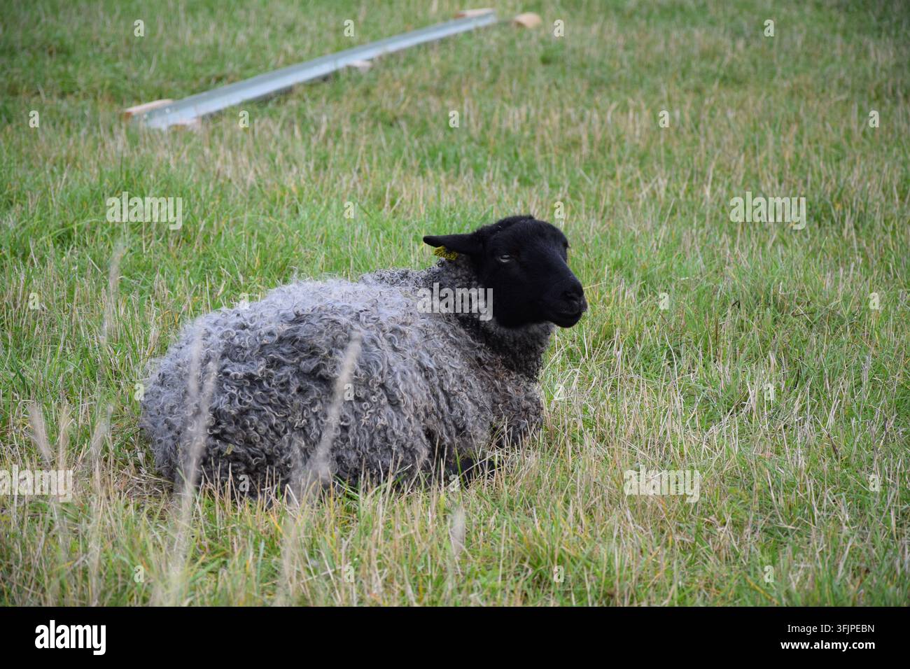 Graues und schwarzes Schaf liegt auf dem Gras und schaut zurück Stockfoto