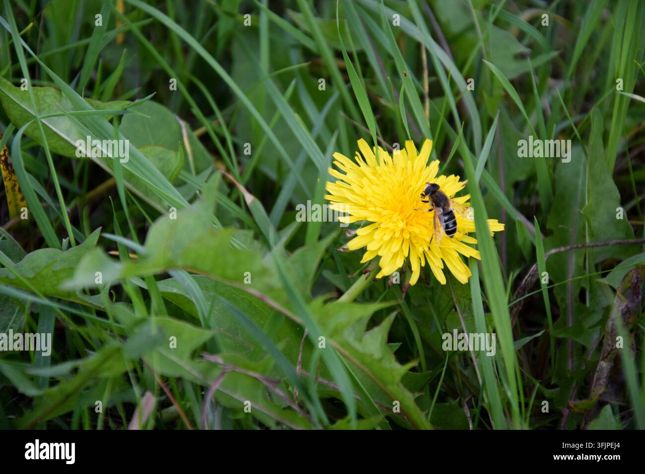 Biene, die auf einem Löwenzahn im grünen Gras ruht Stockfoto