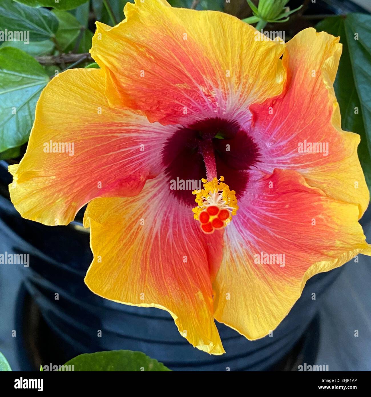 Nahaufnahme einer Misty Sunrise Hibiskusblüte in voller Blüte, im Sommer, in Trevor, Wisconsin, USA - Smartphone-aufgenommenes Stockfoto
