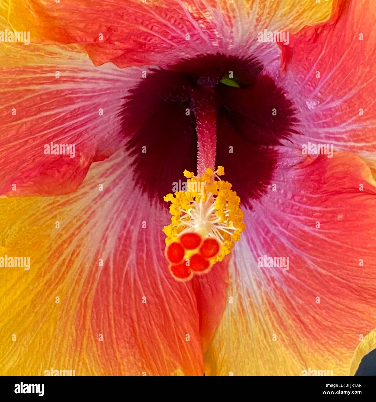Nahaufnahme des Zentrums einer Misty Sunrise Hibiskusblüte in voller Blüte, im Sommer, in Trevor, Wisconsin, USA - Smartphone-aufgenommenes Stockfoto