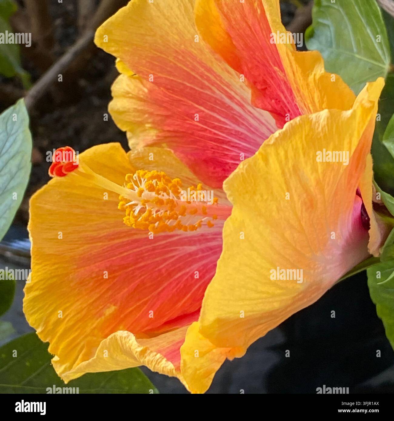 Nahaufnahme, Seitenansicht, einer Misty Sunrise Hibiskusblüte in voller Blüte, im Sommer, in Trevor, Wisconsin, USA - Smartphone-aufgenommenes Stockfoto