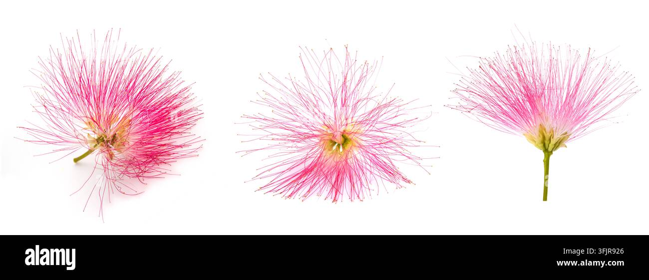 rosafarbene Seidenbaumblüten isoliert auf Weiß Stockfoto