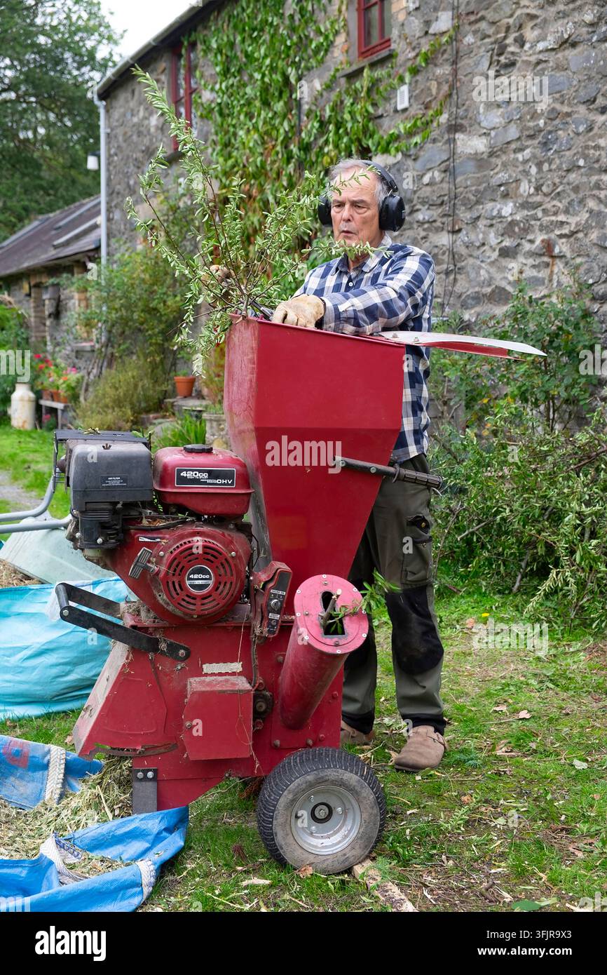 Älterer Mann arbeitet im Garten mit einer Häckselmaschine, um Pyrenäen-Dornstrauch-Schnitt als Mulch im Herbst in Wales, UK, zu zerkleinern  KATHY DEWITT Stockfoto