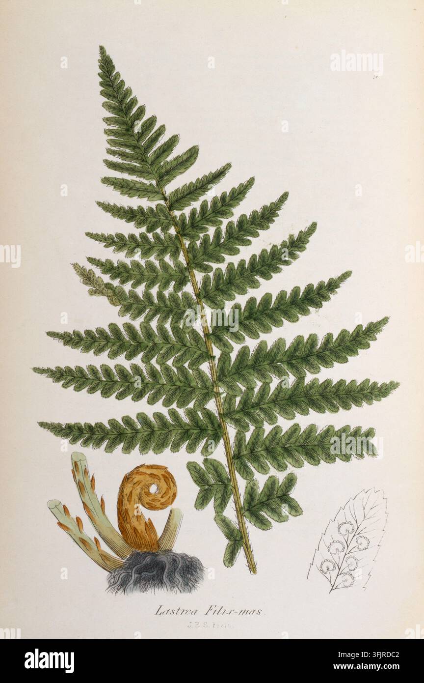 Buchzeichenillustration, die Lastrea Filix mas darstellt, von John Edward Sowerby (1825-1870), aus der Sammlung "The ferns of Great Britain", datiert 1855. Eine detaillierte Aquarellillustration eines großen grünen Farnwedels mit einem zentralen Stiel und vielen gefiederten Blättchen, begleitet von einem gekräuselten braunen Fiddlehead, einem Büschel dunkelgrauer Wurzeln, einigen blassgrünen Neuaustrieben und einem kleinen skizzierten Blättchen in Bleistift auf cremefarbenem Hintergrund. Das Buchzeichen trägt die Aufschriften "J.E.S Fecit". Stockfoto