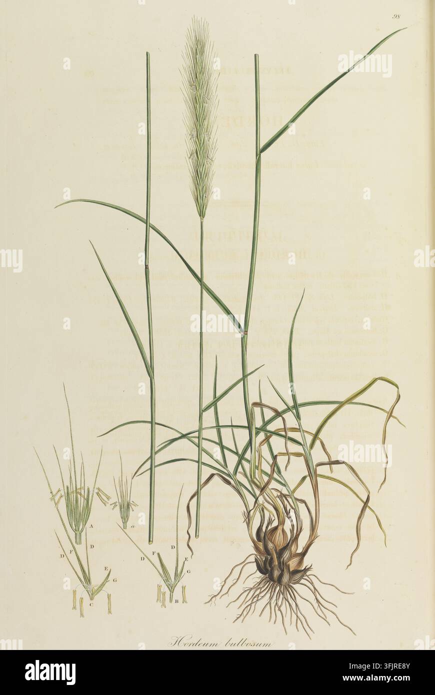 Buchzeichen-Illustration, die 98 Hordeum bulbosum aus der Flora Graeca zeigt. Vol I-Sammlung, datiert 1806. Eine botanische Illustration einer Graspflanze mit hohen grünen Stängeln und Blättern, einem fedrigen grünen Blütenstand, einer verworrenen braunen Zwiebel und Wurzelgruppe, mehreren dünnen grünen Blättern und drahtigen bräunlich-grünen Blättern sowie einem blassen cremefarbenen Hintergrund. Farbige gravierte Platte, die Hordeum bulbosum mit Wurzeln darstellt, einschließlich vier farbiger botanischer Details, die mit a-g beschriftet sind. Stockfoto