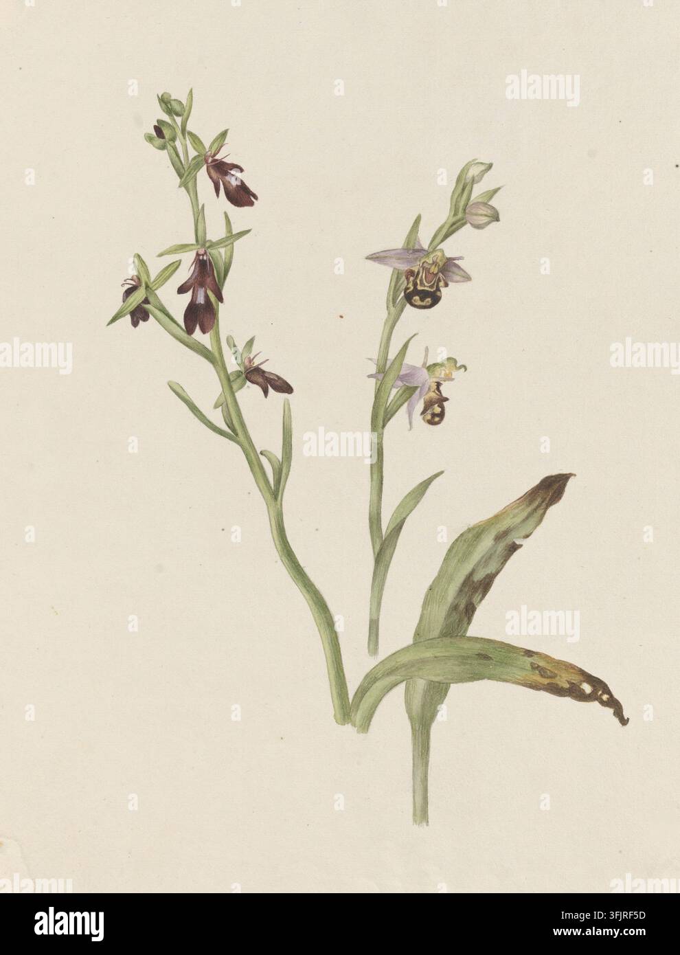 Zeichnung, die Fly Bee Orchis darstellt, von Caroline Maria Applebee (ca. 1787-1854), aus der Caroline Maria Applebee Zeichnungssammlung, datiert 1826. Eine botanische Illustration einer Pflanze mit zwei schlanken grünen Stängeln, die einige schmale grüne Blätter und Büschel kleiner Blüten in Schattierungen von Braun, dunklem Kastanienbraun, hellrosa, Gelb und Schwarz auf einem hellen cremefarbenen Hintergrund tragen. Aquarellmalerei, 21,5 cm x 17,8 cm, Papier. Englische Volksnamen: Bienenorchidee, Fliegenorchidee. Alter lateinischer Name: Ophrys muscifera. Stockfoto
