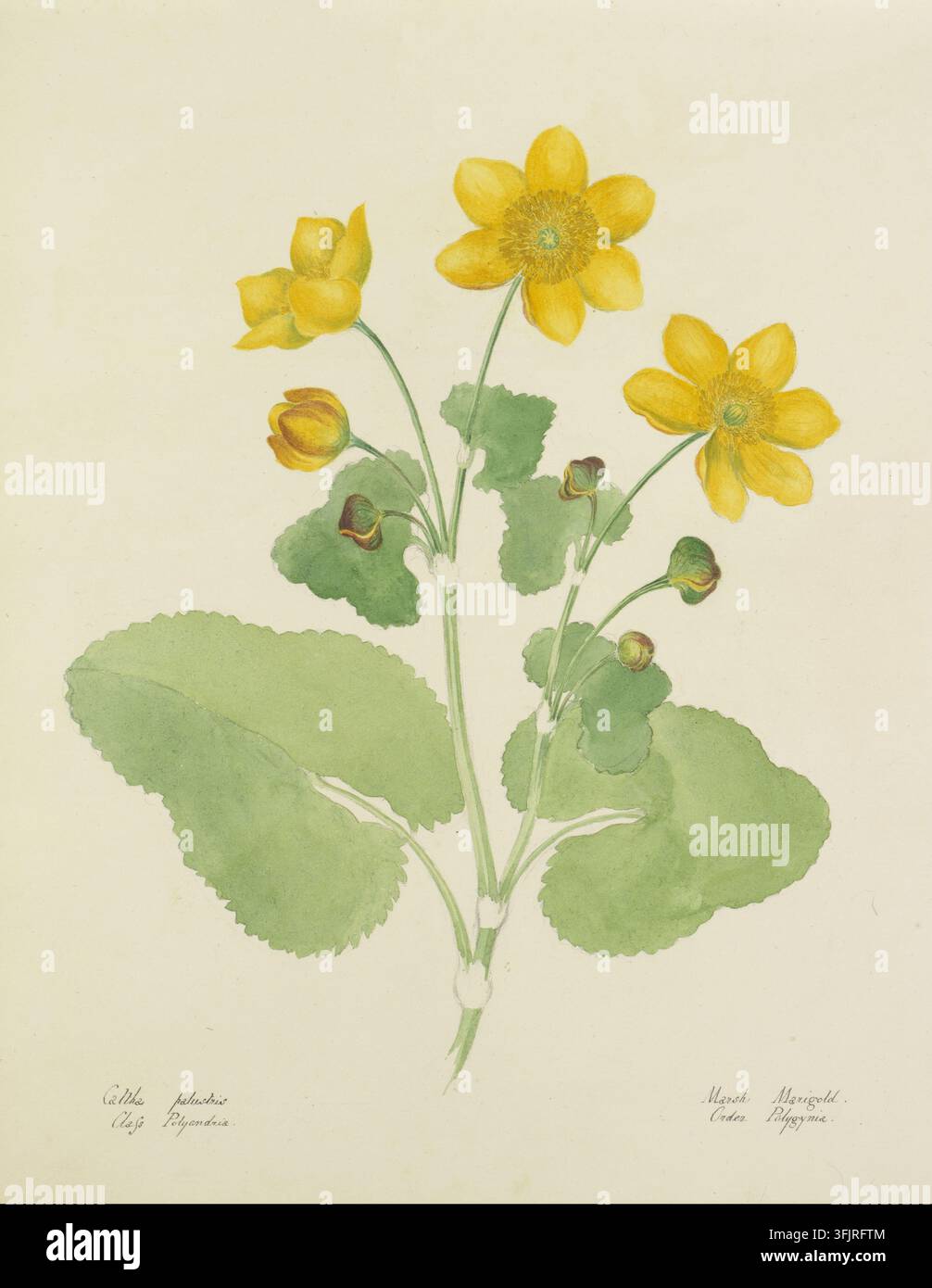 Zeichnung, die Caltha palustris darstellt, von Lydia Penrose (1787-1842), aus der Flora Devoniensis-Sammlung, datiert 1800. Eine botanische Illustration einer Pflanze mit einigen gelben Blüten und Knospen auf grünen Stängeln und runden grünen Blättern auf einem hellbeigen Hintergrund. Aquarellmalerei, 21,75 cm x 26,5 cm, Papier. LL: Caltha palustris, Klasse Polyandria; LR: Sumpfdotterblume, Ordnung Polygynie. Englische Volksnamen: Königskrone, Wiesenblume; Wiesenblume; Wasserschönhärchen; Molly Blobs; Wasserblobs. Stockfoto