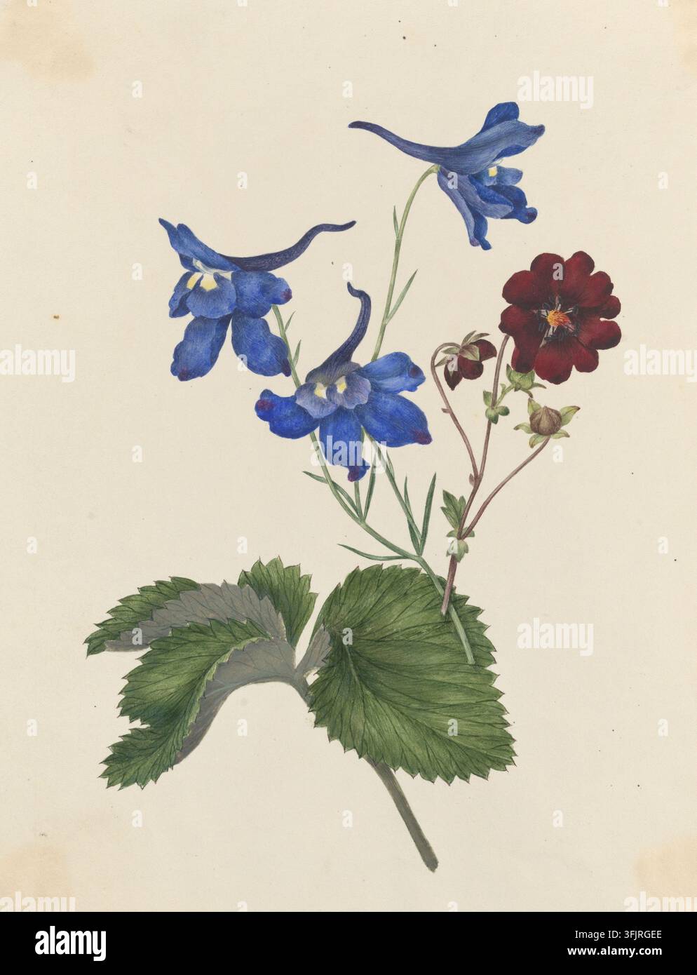 Zeichnung, die chinesischen Bienen-Lärchensporn Dunkle Potentilla darstellend, von Caroline Maria Applebee (c.1787-1854), aus der Caroline Maria Applebee Zeichnungssammlung, datiert 1814. Eine botanische Illustration, die eine Gruppe blauer glockenförmiger Blüten mit blassen Zentren und eine separate tiefrote runde Blüte auf dünnen grünen Stielen zeigt, begleitet von einem Büschel geschichteter grüner gezackter Blätter auf einem hellen cremefarbenen Hintergrund. Aquarellmalerei, 21,8 cm x 17,6 cm, Papier. Alter lateinischer Name: Delphinium consolida. Englischer Volksname: Gabeliger Lärchensporn. Stockfoto