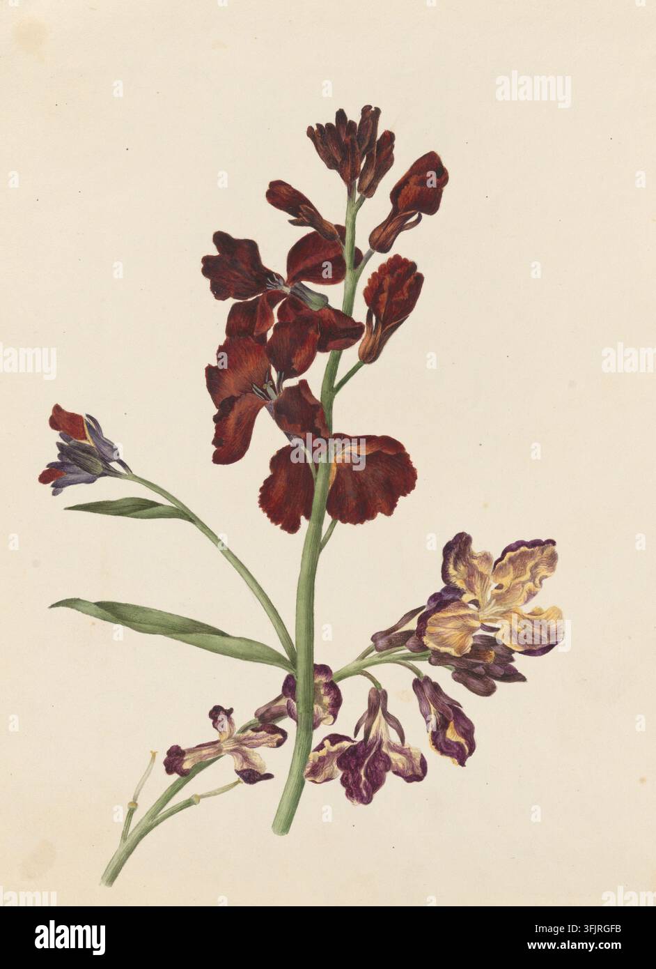 Zeichnung, die Blutrote Narzissenblumen darstellend, von Caroline Maria Applebee (ca. 1787–1854), aus der Sammlung der Caroline Maria Applebee-Zeichnungen, datiert 1830. Eine botanische Illustration eines einzelnen blühenden Stängels mit einigen tiefroten Blüten und Knospen, begleitet von zusätzlichen Stängeln mit lila und gelb marmorierten Blüten und grünen Blättern auf cremefarbenem Hintergrund. Aquarellmalerei, 22,8 cm x 17,7 cm, Papier. Englischer Volksname: Englische Narzisse. Zwei Arten von Narzissen werden dargestellt – Blutrote und Harlekin. Stockfoto