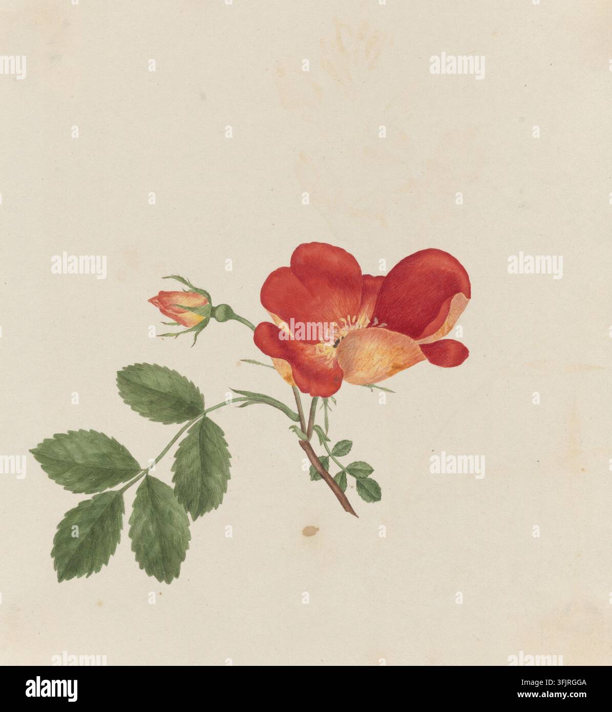 Zeichnung, die österreichischen Briar darstellend, allgemein bekannt als Rose, von Caroline Maria Applebee (c.1787-1854), aus der Caroline Maria Applebee Zeichnungssammlung, datiert 1830. Eine botanische Illustration einer einzelnen rot-orangen Blüte mit einigen gelbgetönten Blüteninnenseiten, einer kleinen orangefarbenen Knospe, grünen Stängeln und einer Gruppe grüner Blättchen auf einem hellbeigen Hintergrund. Aquarellmalerei, 19,4 cm x 18,3 cm, Papier. Synonym: Rosa lutea punicea. Stockfoto