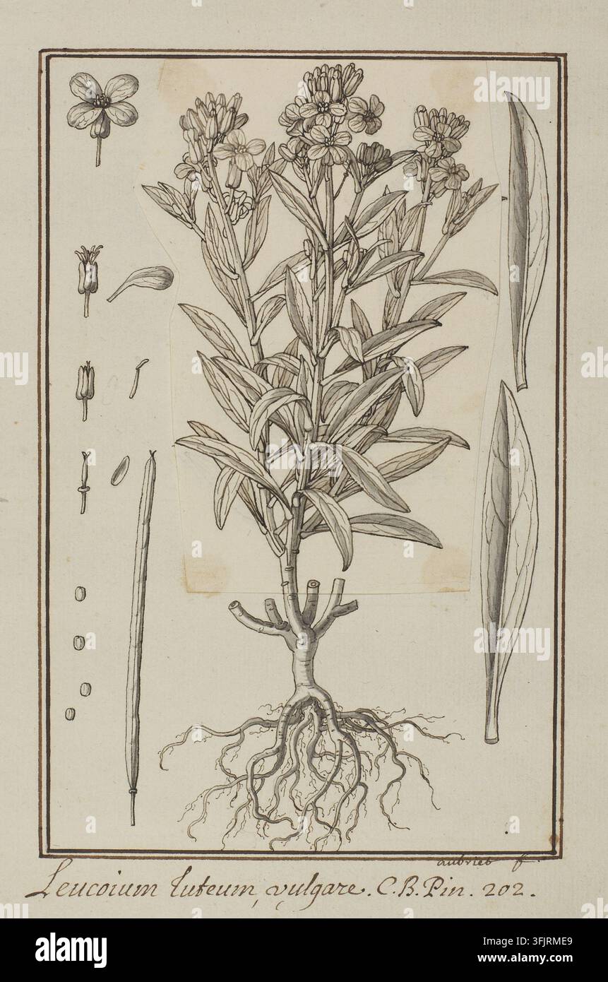Zeichnung, die Leucoium luteum vulgare Erysimum x cheiri darstellt, von Claude Aubriet (1665-1742), aus der Aubriet-Kunstsammlung, datiert 1700. Eine detaillierte botanische Illustration in schwarzer Tinte auf gealtertem beigem Papier, die eine große verzweigte Pflanze mit schmalen, länglichen Blättern und Büscheln kleiner, runder Blüten zeigt, mit sichtbarem Wurzelsystem, mehreren losen Blättern und Samen- oder Knospenanteilen, die um das Hauptexemplar angeordnet sind, sowie dünne dunkle Bordürenlinien. Feder und Tinte auf Papier mit grauer Waschung, 21 cm x 15,3 cm. Recto: Handgeschrieben in Tinte: LR: 'aubriet f', LC: 'Leucoium luteum vulgare C.B.Pin 202'. Stockfoto