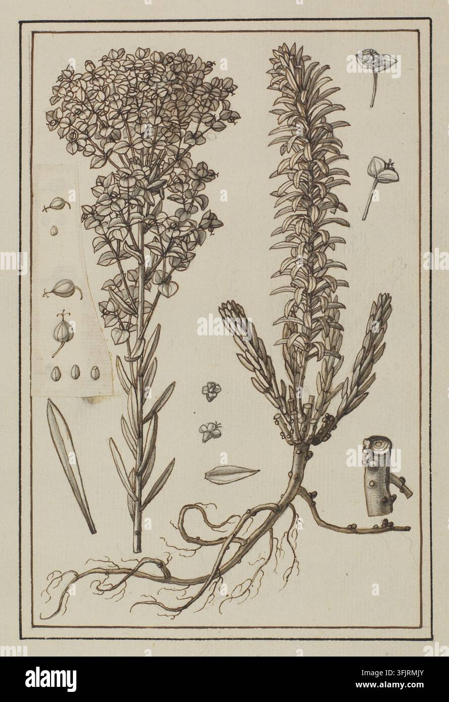 Zeichnung, die Tithymalus amygdaloides angustifolius Euphorbia esula darstellt, von Aubriet, aus der Aubriet-Kunstsammlung, datiert 1700. Eine botanische Zeichnung zeigt zwei hohe Pflanzenstängel mit gebüschelten kleinen Blüten und länglichen Blättern, ein verzweigtes Wurzelsystem, einige abgetrennte Blütenblätter und samenähnliche Formen sowie ein kleines abgeschnittenes Stängelsegment, hauptsächlich in braunen und beigen Tönen auf hellem Hintergrund wiedergegeben. Feder und Tinte auf Papier mit Grauwashierung, 23 cm x 17 cm. Recto: LC: Handgeschrieben mit Graphitstift: 'Tithymalus amygdaloides angustifolius Job ...'. Aktueller botanischer Name: Euphorbia esula. Stockfoto